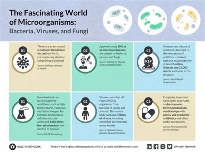 Discovering the Fascinating World of Masafun Net
