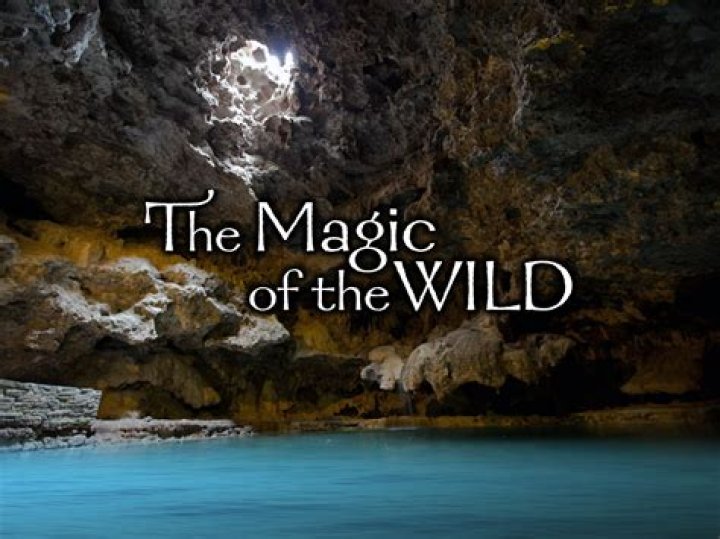 Discovering the Magic of Evooli: A Journey into Innovation