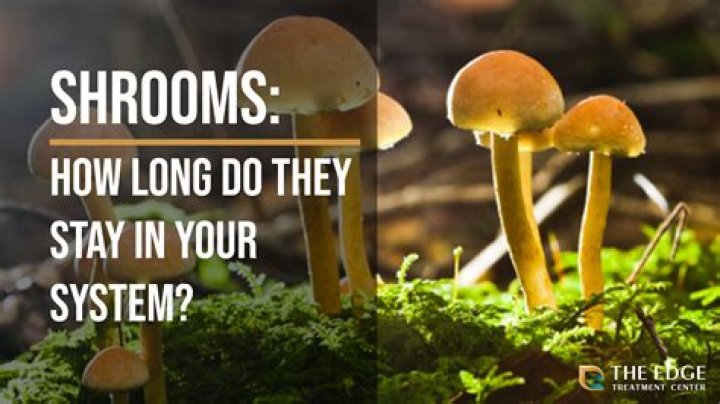 Exploring the Mystical World of Shrooms Q Name